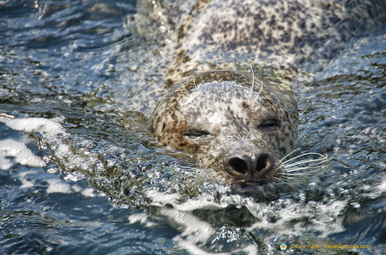 Seals at Neeltje Jans Deltapark